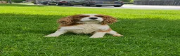 Cavalier King Charles Spaniel dogs for sale: CAVALIER KING CHARLES MALE DOG 3YRS  - Advert 5