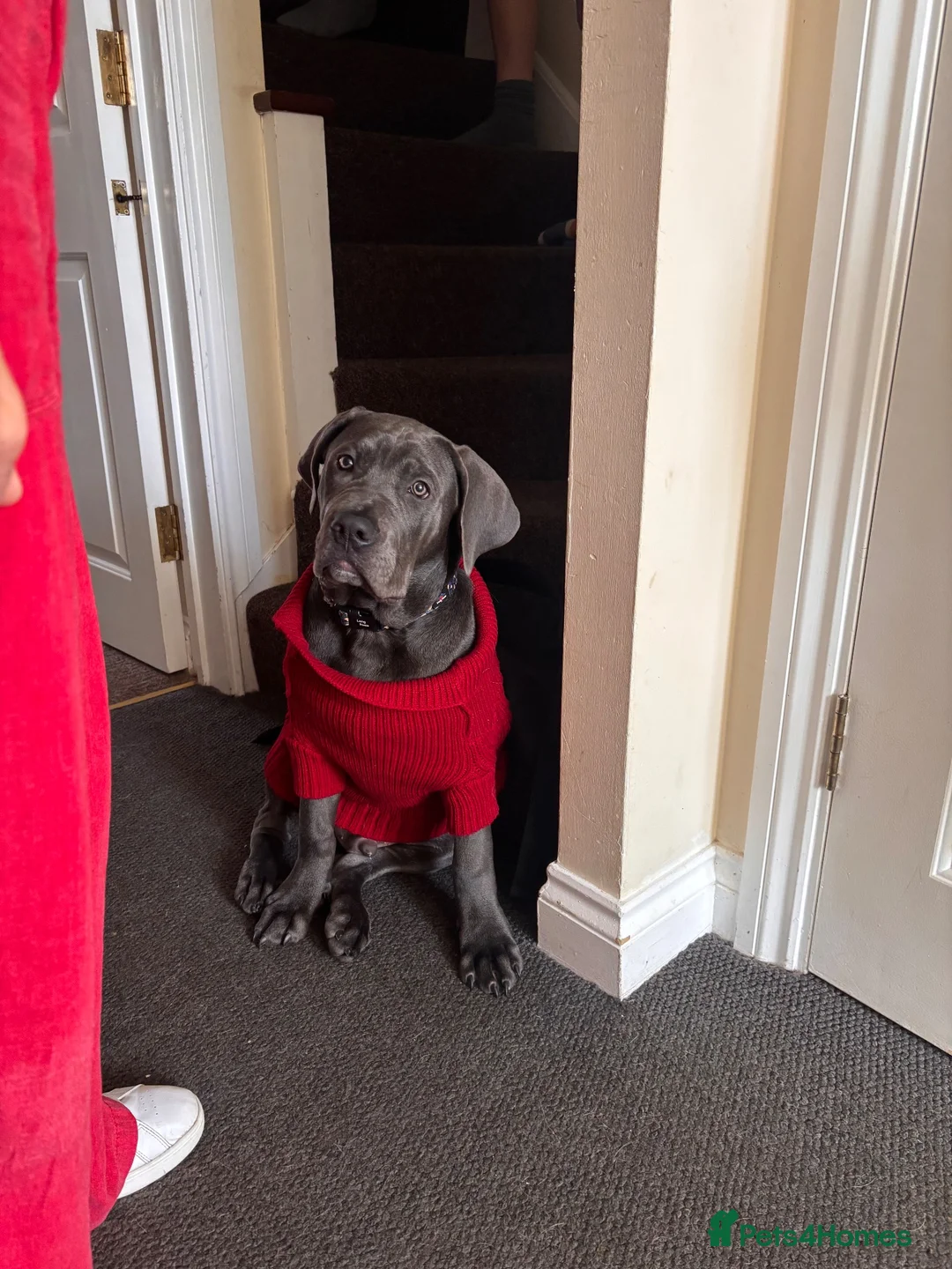 Cane Corso dogs for sale: Goofy, loving Cane Corso looking for a new home in Colchester - Advert 20