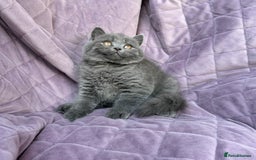 British Shorthair cats for sale: British shorthair kittens🐻🐻‍❄️🐻🐻‍❄️🐻🐻‍❄️ - Image 1