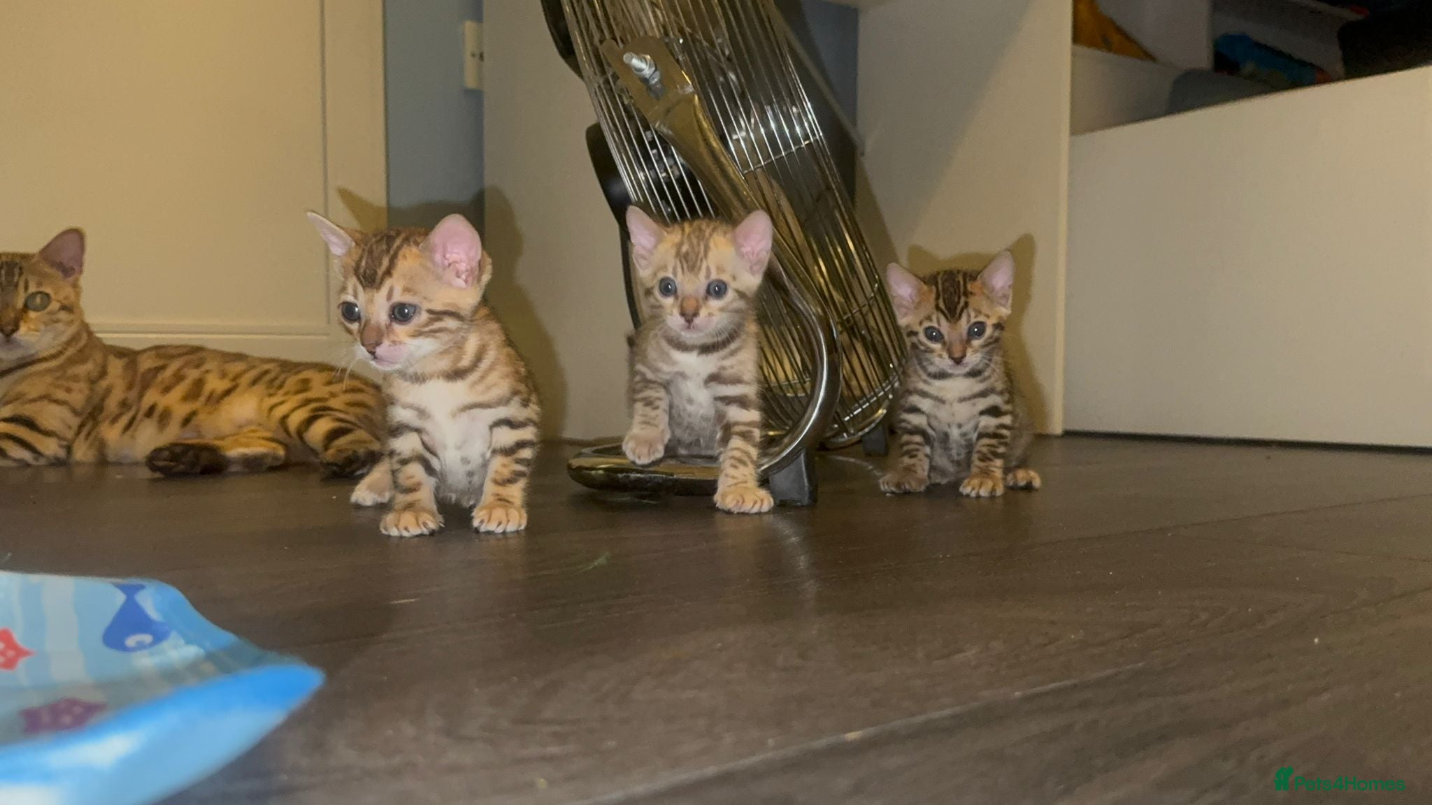 Bengal cats Pure bengal  - Advert 18