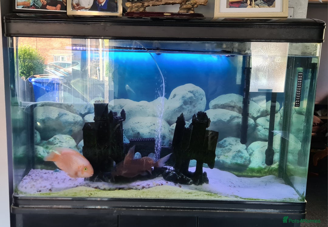 Catfish fish for sale: Large Fish Tank 120 x 70 x 38 cm with Catfish etc  - Image 6
