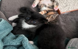 Mixed Breed cats for sale: 3 friendly kittens for sale - Image 15