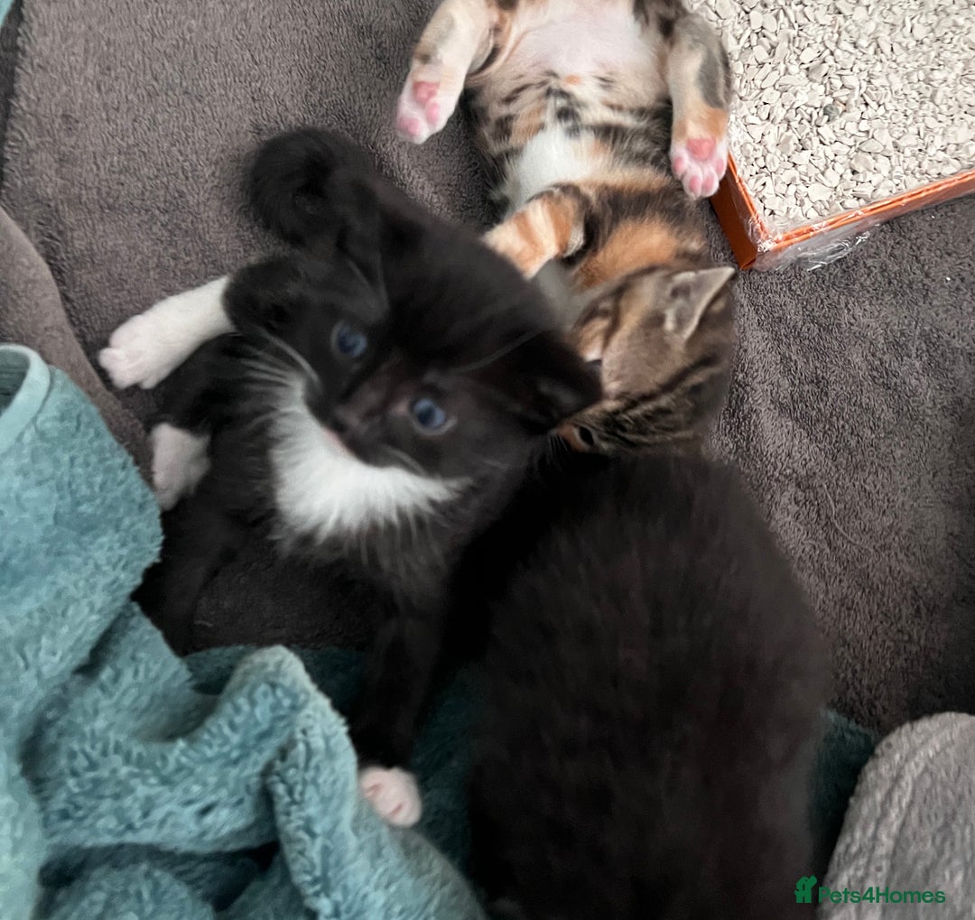 Mixed Breed cats for sale: 3 friendly kittens for sale - Image 15