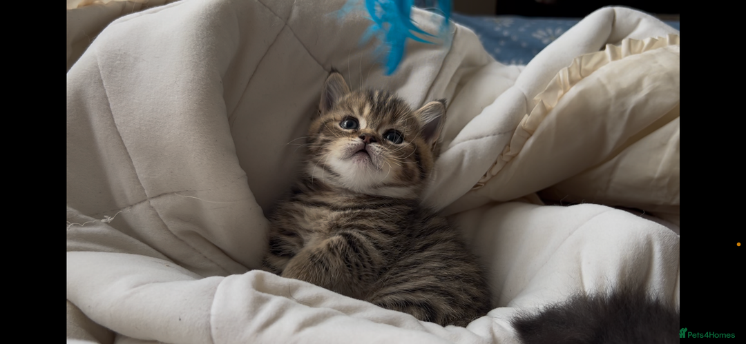 Munchkin cats for sale: A very SPECIAL litter of Munchkins Kittens  - Image 18