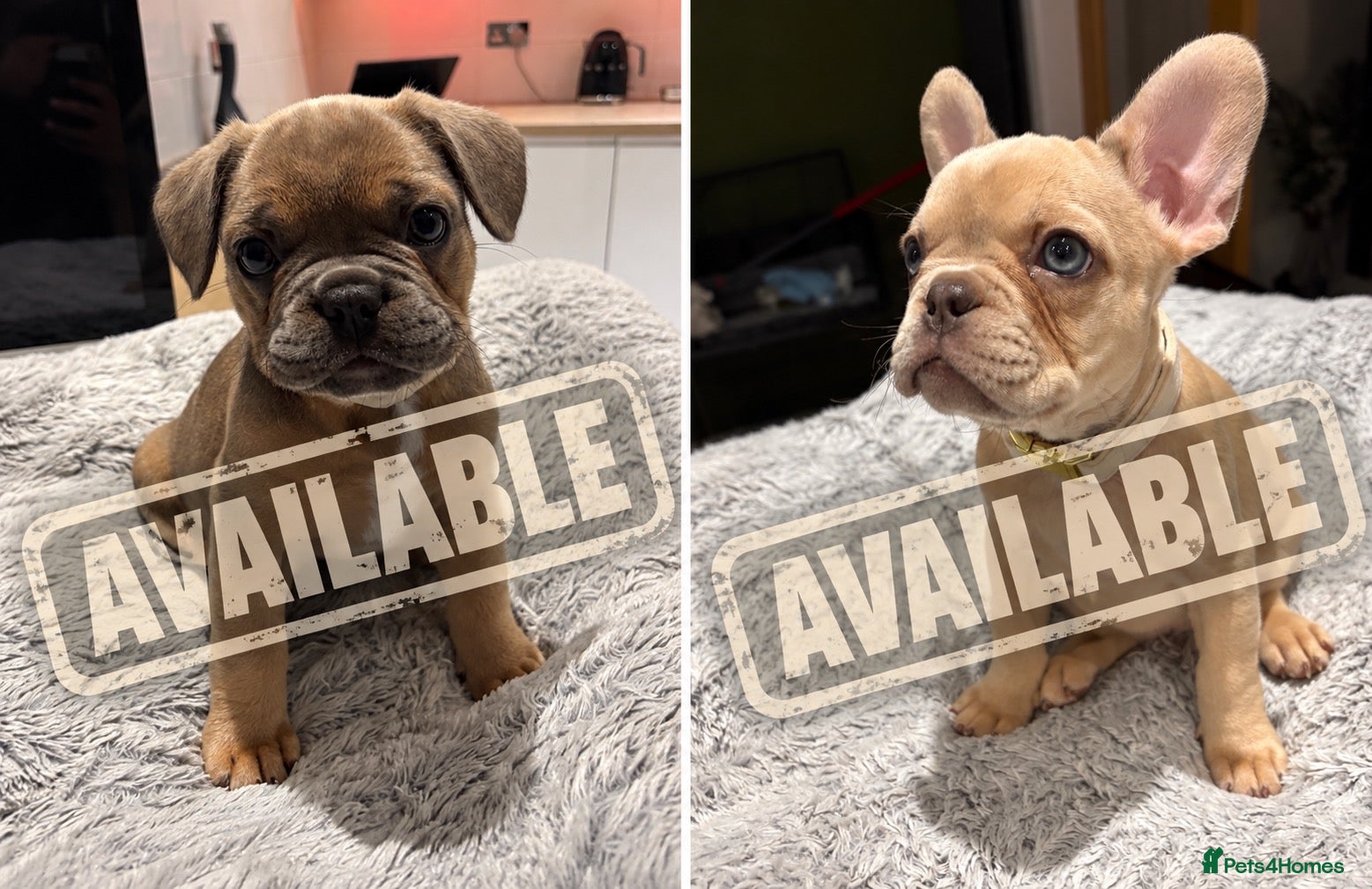 French Bulldog dogs 🐾 FRENCH BULLDOG PUPPIES 🐾 - Advert 1
