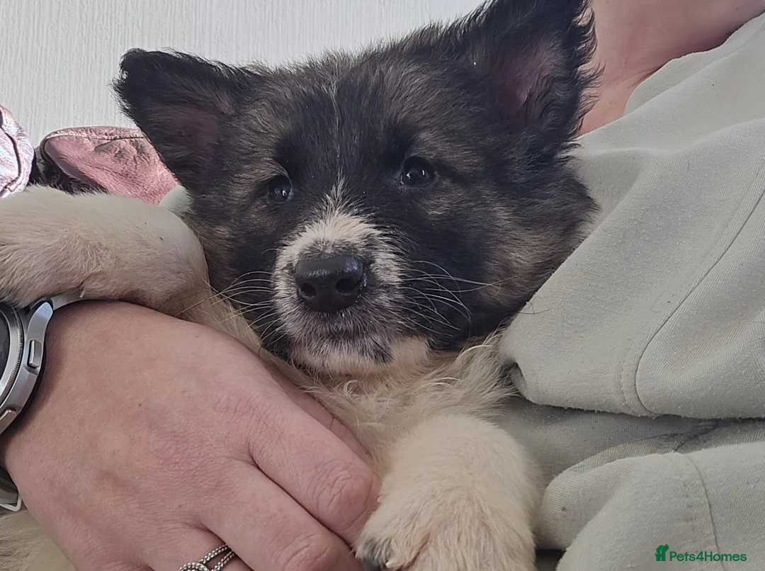 Mixed Breed dogs for sale: German Shepherd X Puppy - ready for a home - Advert 2