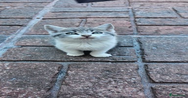 British Longhair cats - Advert 12