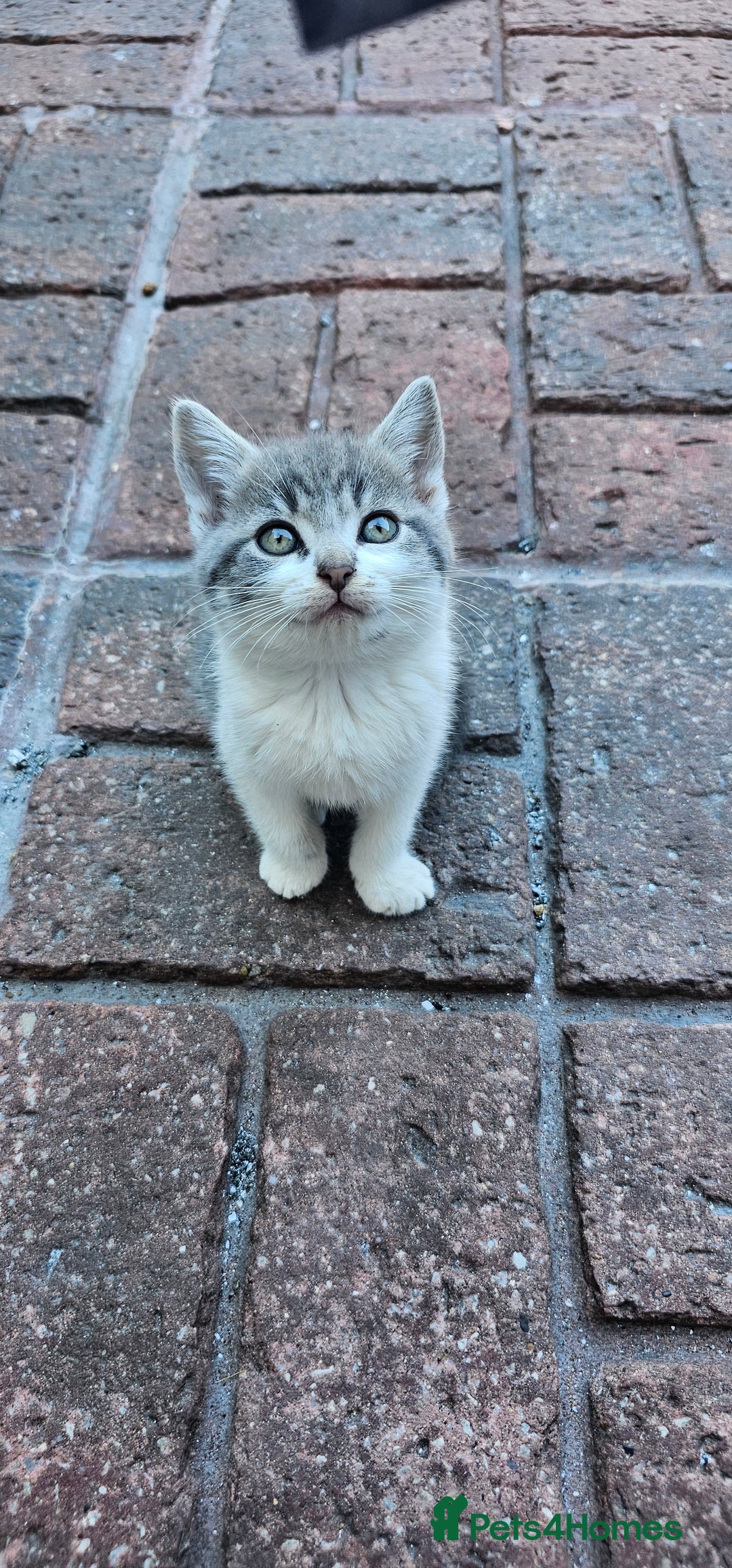British Longhair cats for sale: 2males /2 famles - Image 2