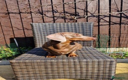 Dachshund dogs for sale: Miniature Smooth Haired Dachshund Puppies - Image 25