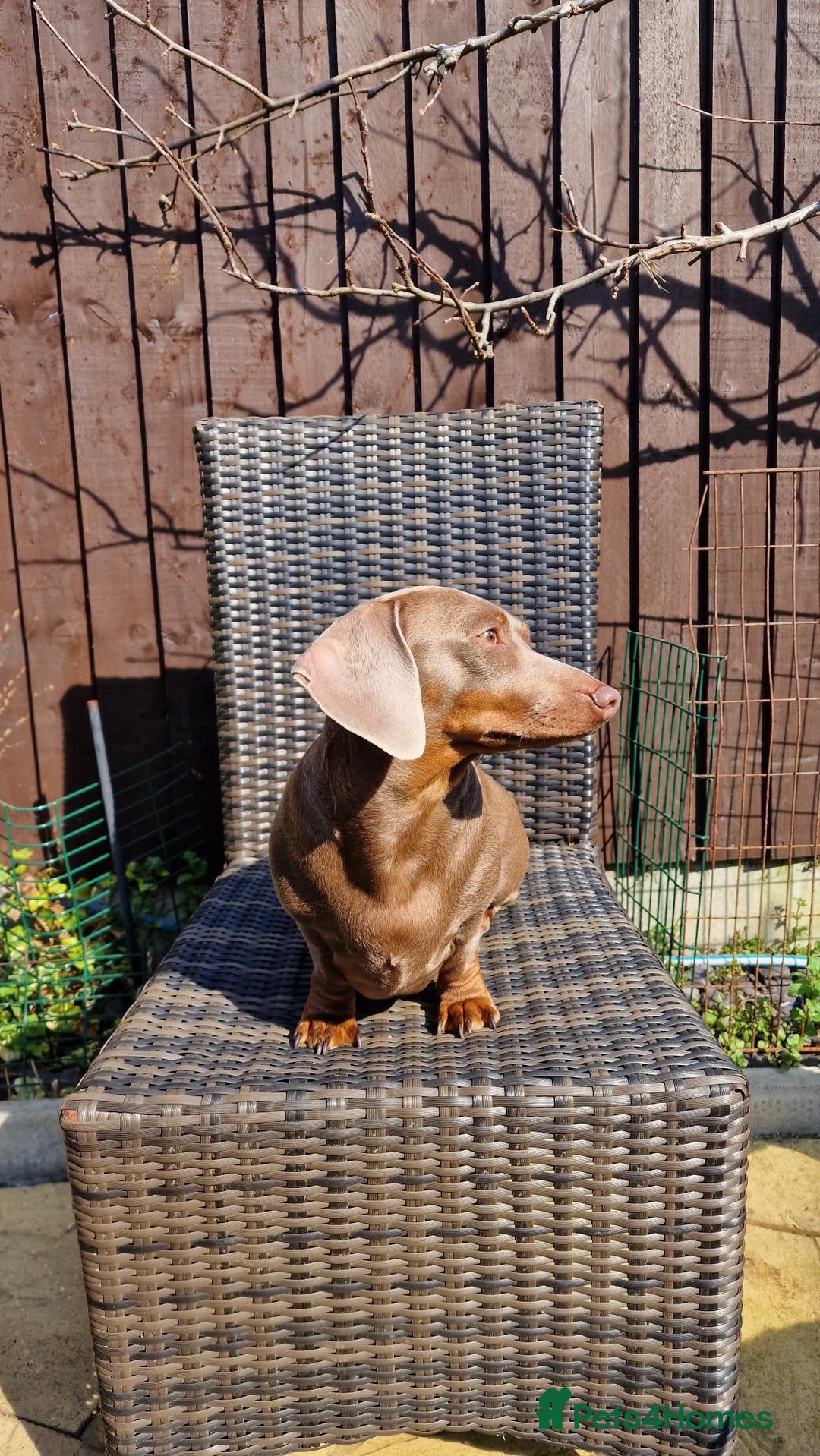 Dachshund dogs for sale: Miniature Smooth Haired Dachshund Puppies - Image 25