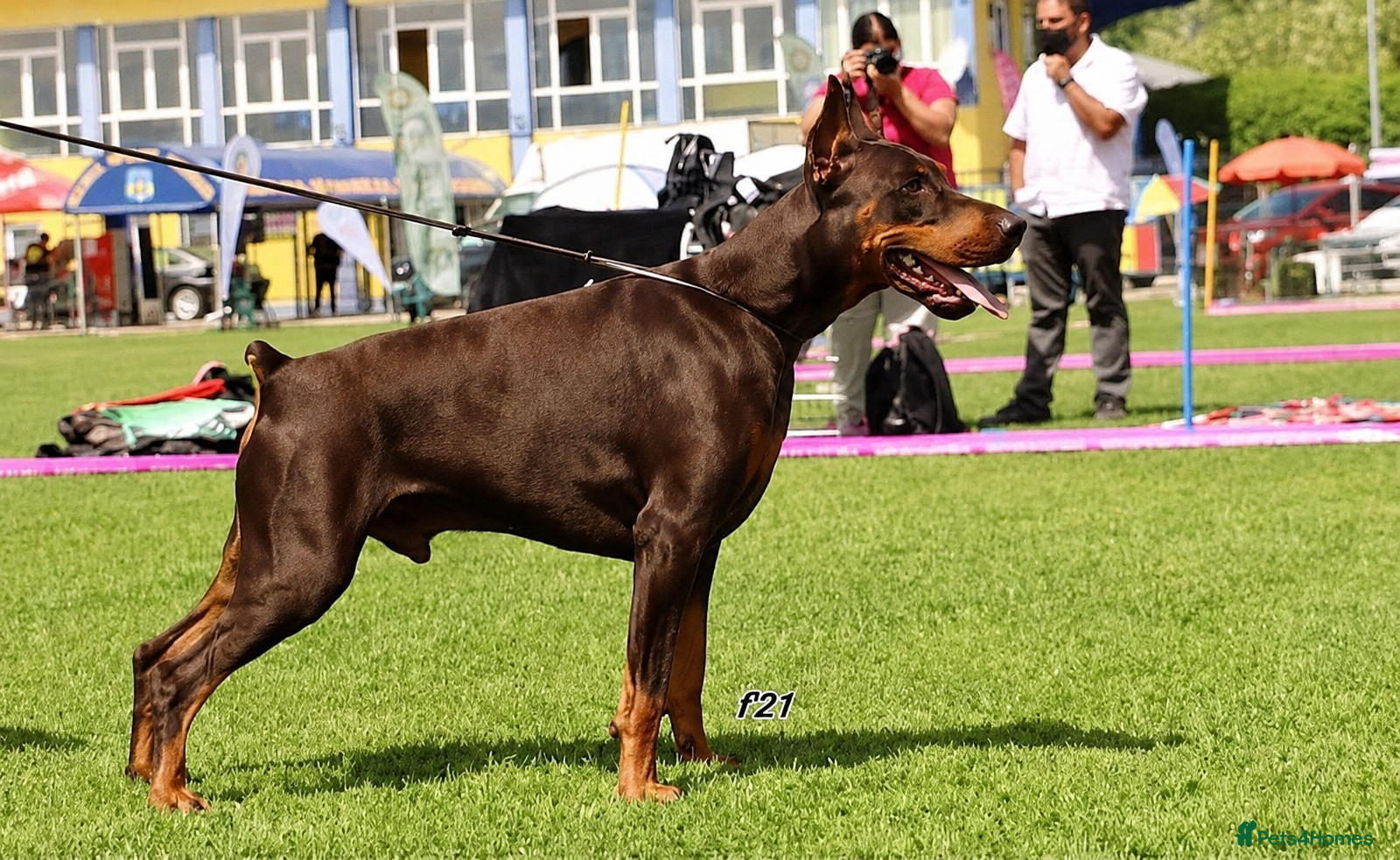 Augustus