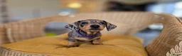 Miniature Dachshund dogs for sale: KC Registered Mini Dachshund Puppies. Rare colors - Advert 20