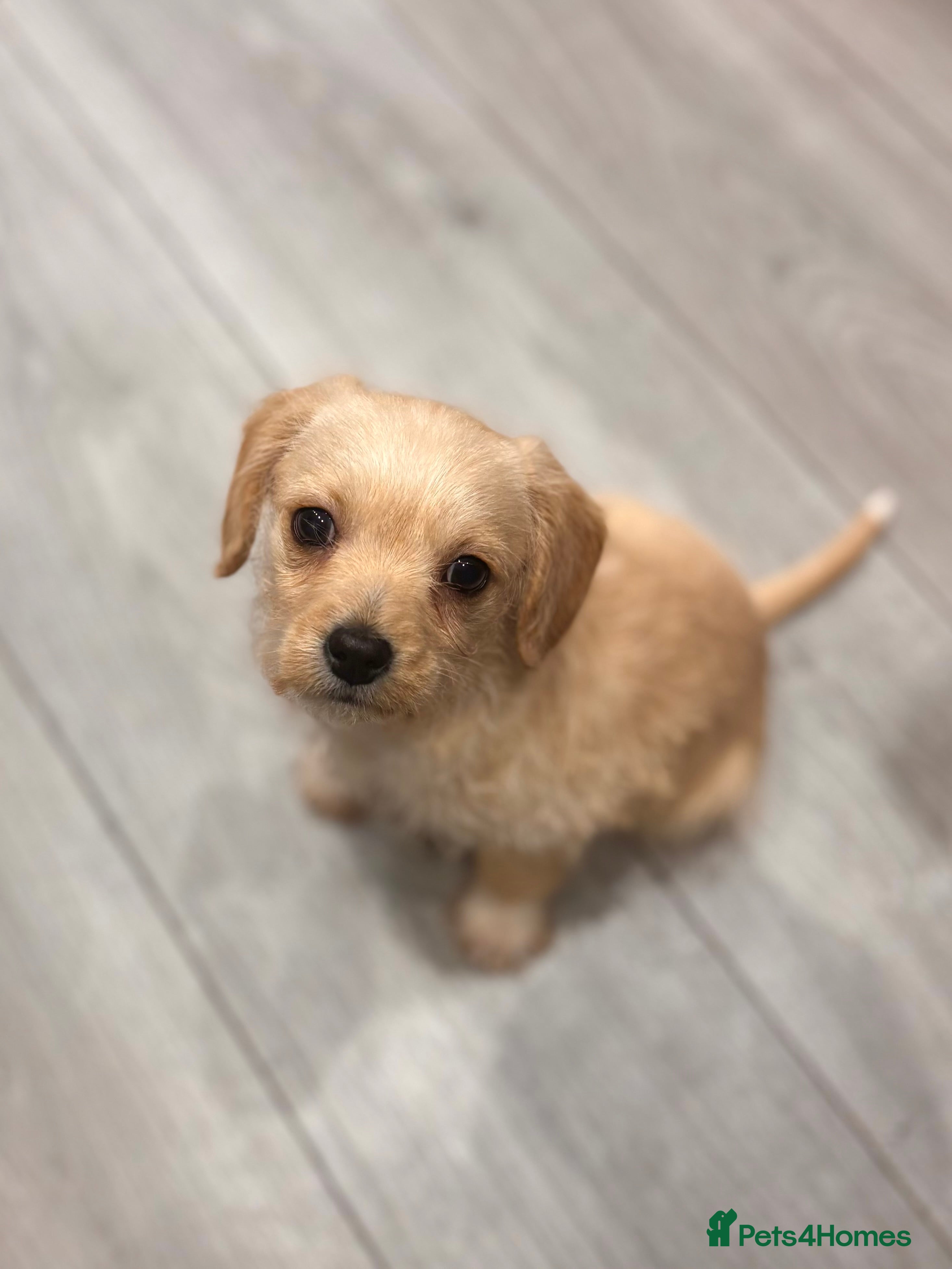 Cavapoo dogs Gorgeous Cavapoo Pups (LAST 1 REMAINING!)  - Advert 15