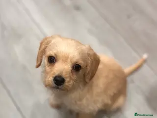 Cavapoo dogs Gorgeous Cavapoo Pups (LAST 1 REMAINING!) - Advert 15