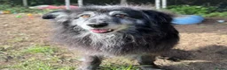 Mixed Breed dogs for adoption: Meet amazing MOOSE!!  - Advert 12