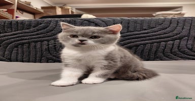 British Shorthair cats - Advert 10