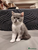 British Shorthair cats - Advert 10