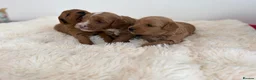 Cockapoo dogs for sale: Say Hello To Our Most Adorable Cockapoo Puppies - Advert 6