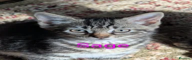 Sage