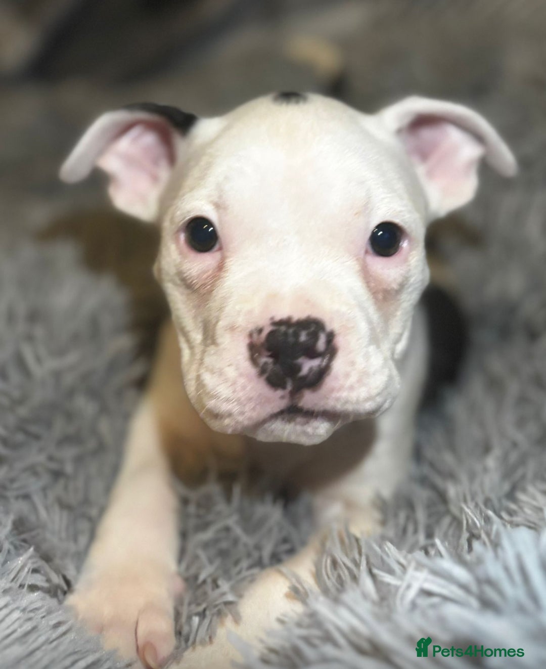 American Bully dogs for sale: pocket bully pups looking for there forever home  - Image 24