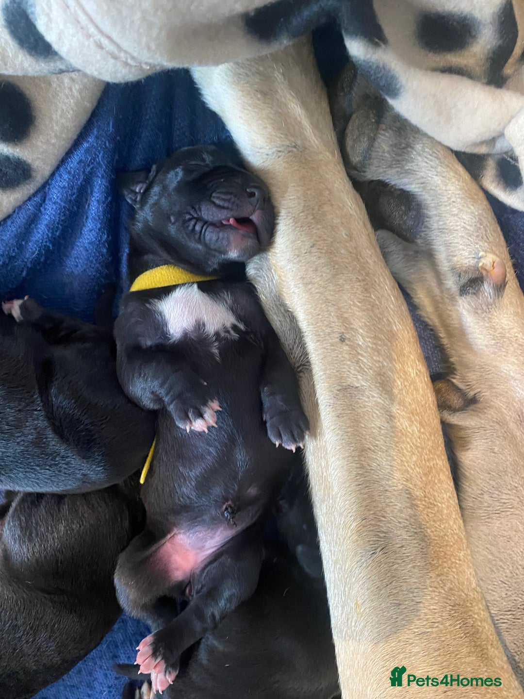 Great Dane dogs for sale: Stunning litter of 9 Great Danes  - Image 9