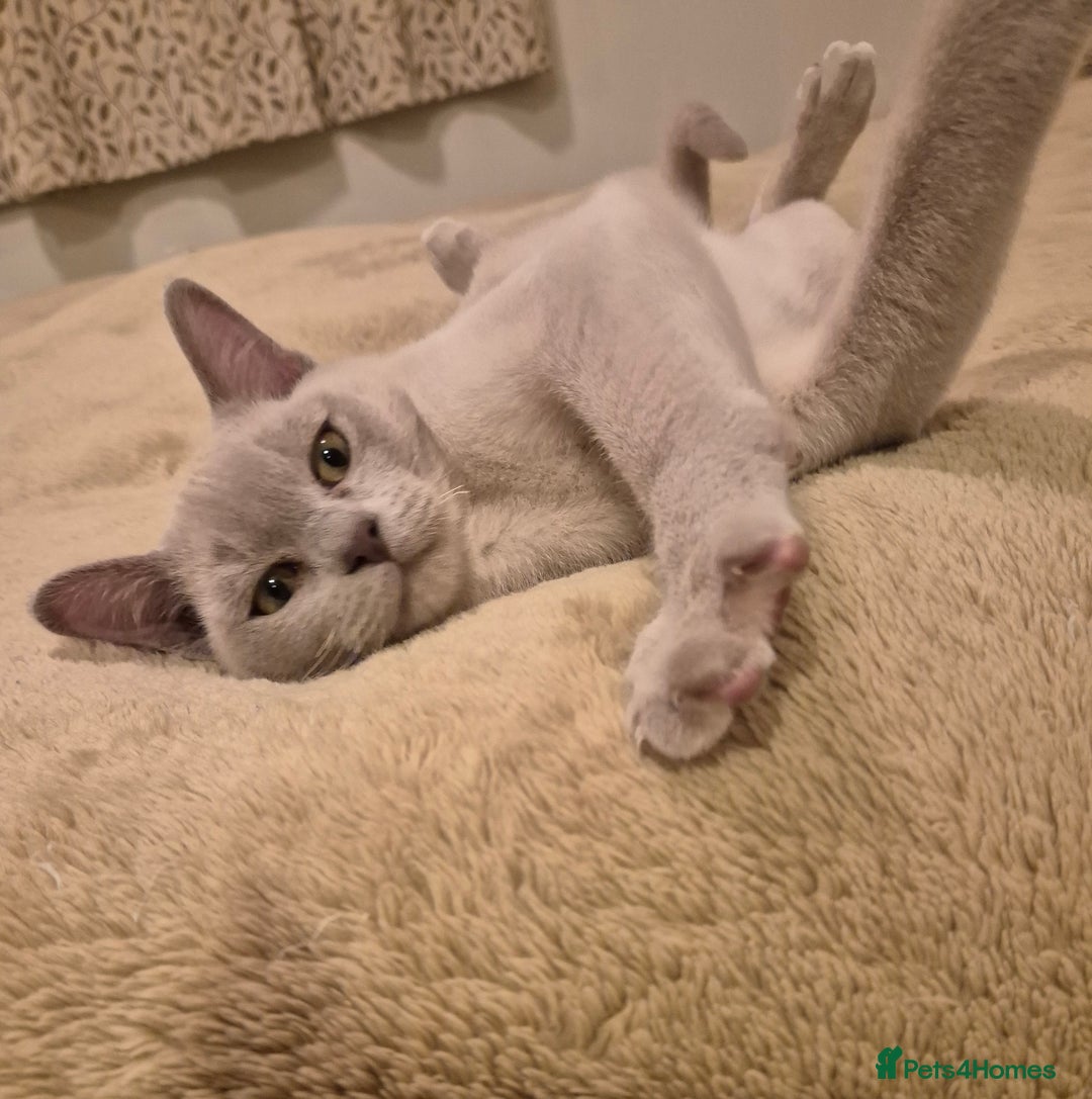 Burmese cats for sale: Pedigree Lilac Male Burmese Kitten - Advert 7