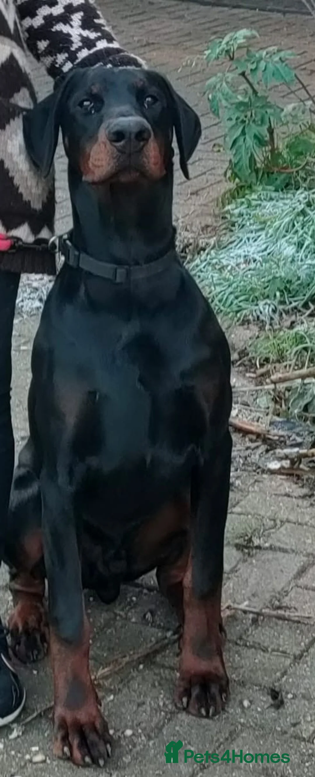 Dobermann dogs for sale: Exceptional Large Male 4 yr Doberman , European  - Advert 1