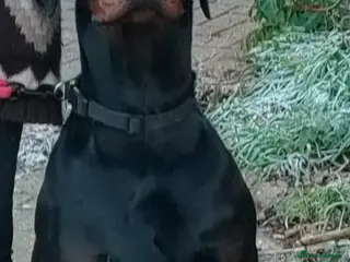 Dobermann dogs Exceptional Male 4yr Doberman.European Bloodline - Advert 12