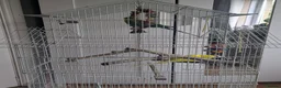 Budgerigars birds for sale: Pair of bonded male budgies  in Waterlooville - Advert 3
