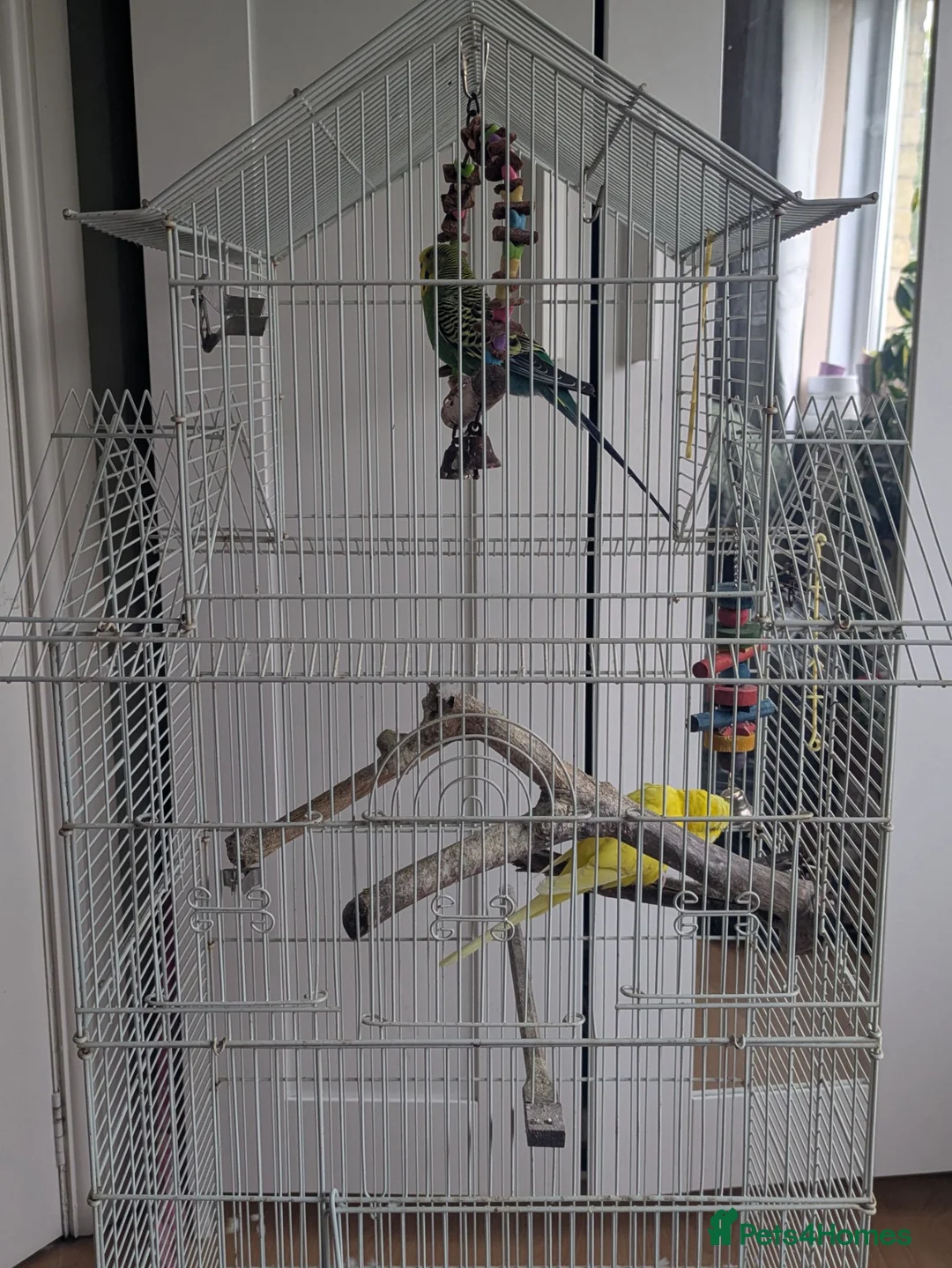 Budgerigars birds for sale: Pair of bonded male budgies  in Waterlooville - Advert 3