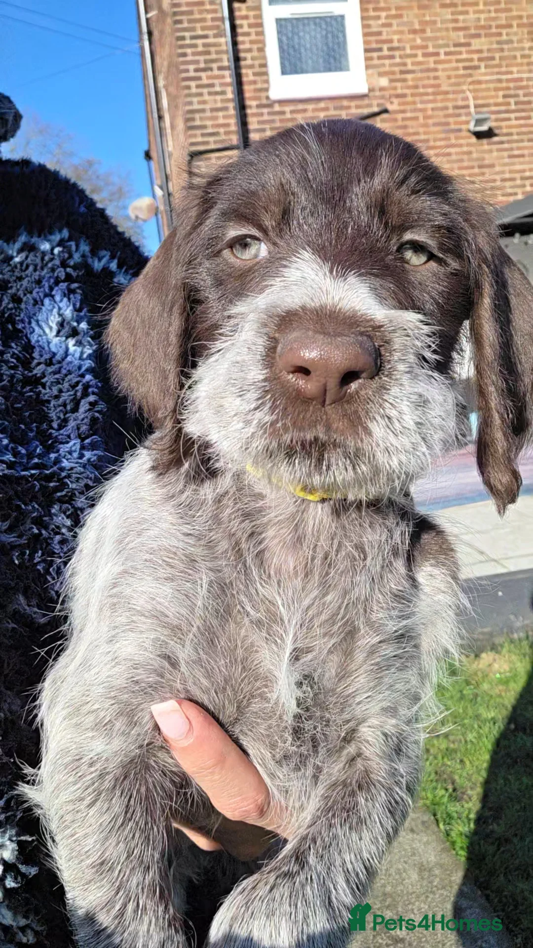 German Wirehaired Pointer dogs for sale: German Pointer GWP Puppies not GSP - Advert 1