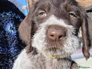 German Wirehaired Pointer dogs German Pointer GWP Puppies not GSP - Advert 1