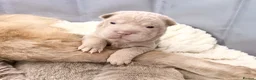 Shar Pei dogs for sale: Fifty Shades Of Lilac Sharpie Pups (5 Boys/3 Girl) - Advert 8