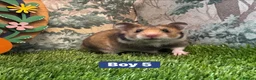 Hamster rodents for sale: Baby Syrian Hamsters Males Females Pedigree - Advert 9