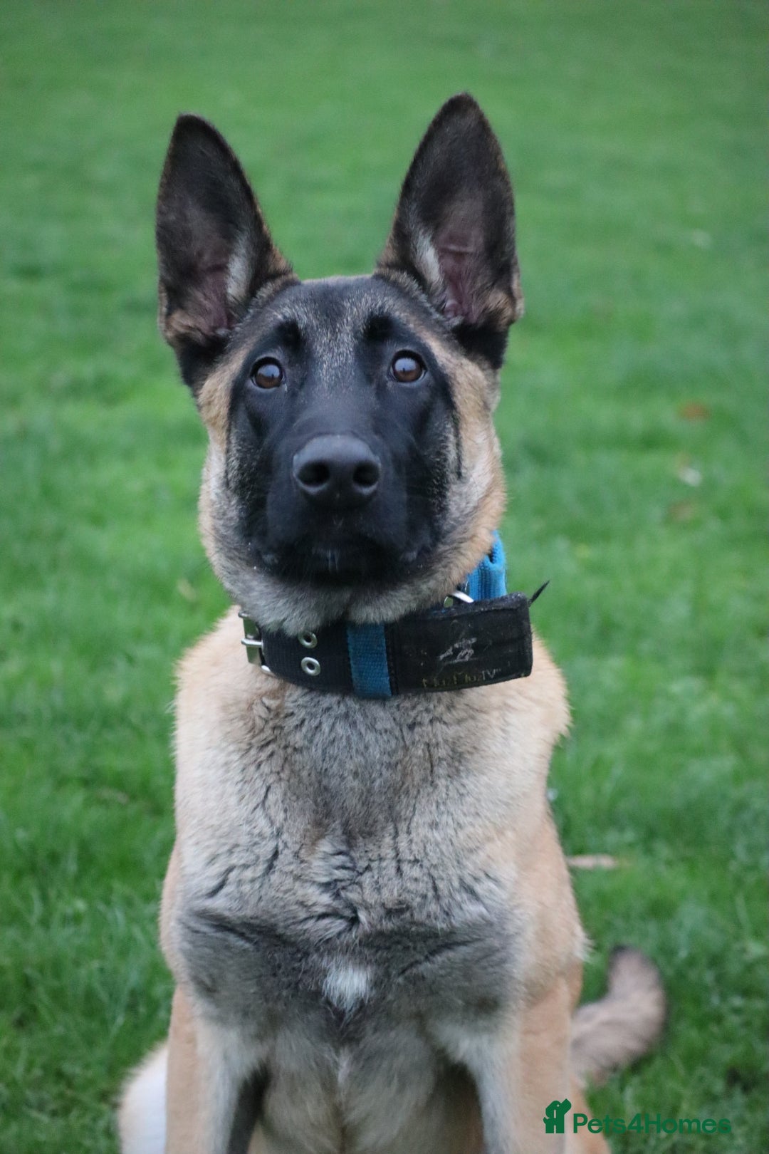 Belgian Shepherd Dog dogs for sale: Big bone malinois male  - Advert 10