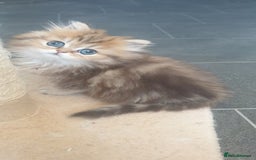 Persian cats for sale: 🌟2 Beautiful Pedigree Chinchilla Persian Kitten🌟 - Image 24