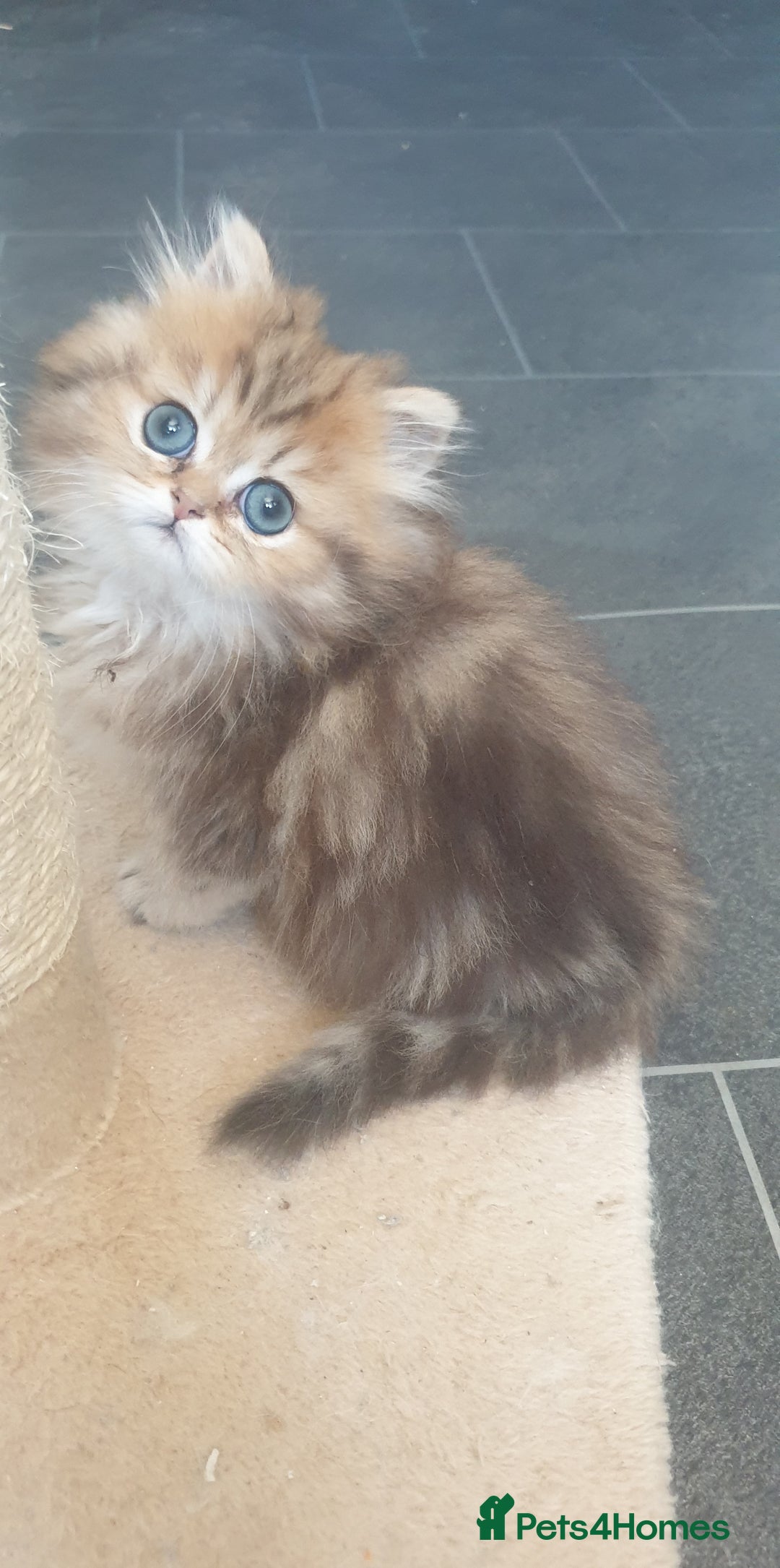 Persian cats for sale: 🌟2 Beautiful Pedigree Chinchilla Persian Kitten🌟 - Image 24