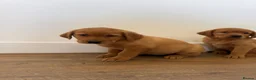 Goldador dogs for sale: Fantastic red goldador puppies  - Advert 21
