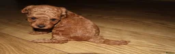 Maltipoo dogs for sale: 🐶 Stunning Brown/Red F1B Maltipoo Puppies ❤️ in Luton - Advert 8