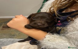 Cockapoo dogs for sale: Cockapoo genetic & health 5⭐️ Chocolate apricot - Image 9