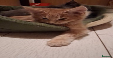 Maine Coon cats - Advert 10