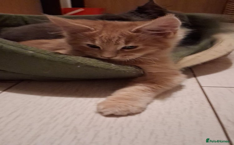 Maine Coon cats - Advert 9