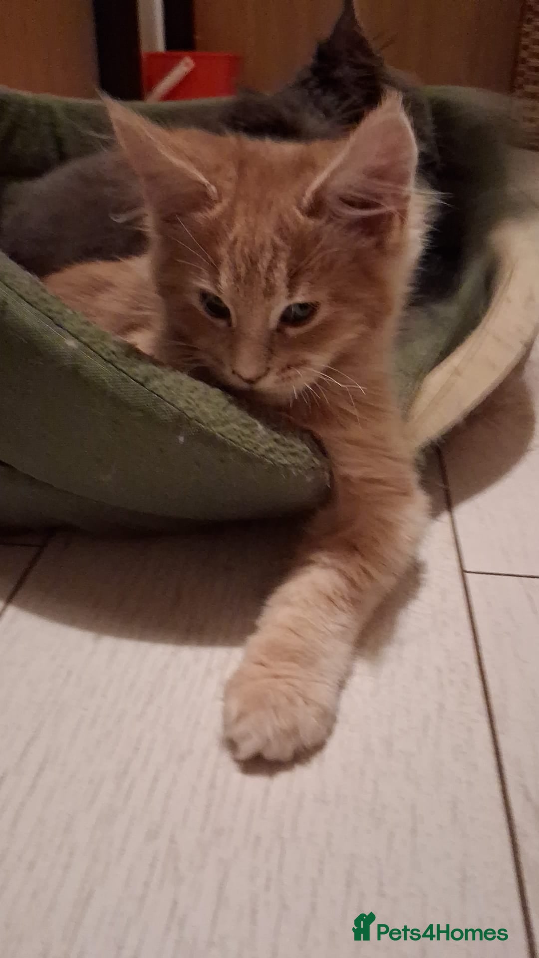 Maine Coon cats for sale: Maine Coon pedigre XL - Image 1