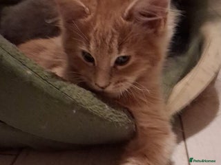 Maine Coon cats - Advert 2