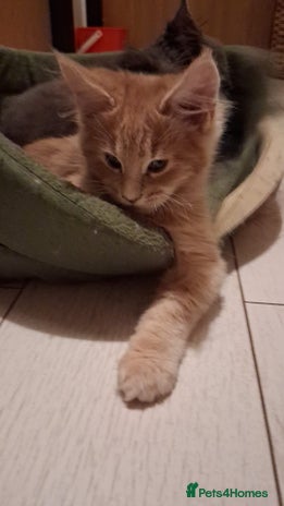 Maine Coon cats - Advert 32