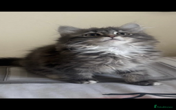 Maine Coon cats for sale: Maine Coon Kitten  - Image 5