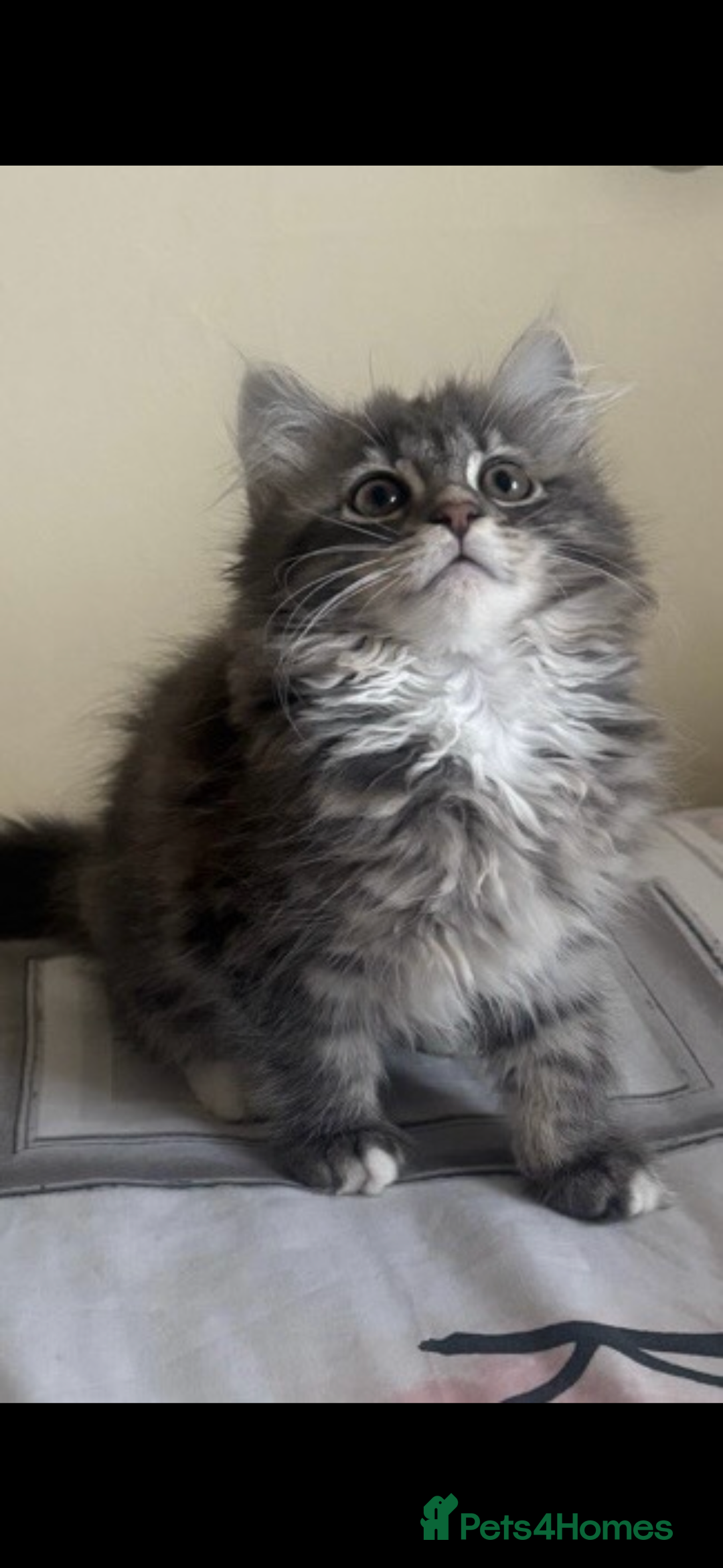 Maine Coon cats for sale: Maine Coon Kitten  - Image 5