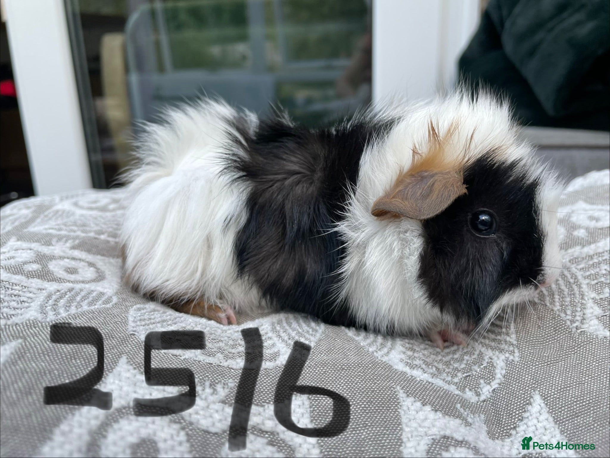 Guinea Pig rodents Teddy & Mixed breed Male Guinea Pigs - Advert 1