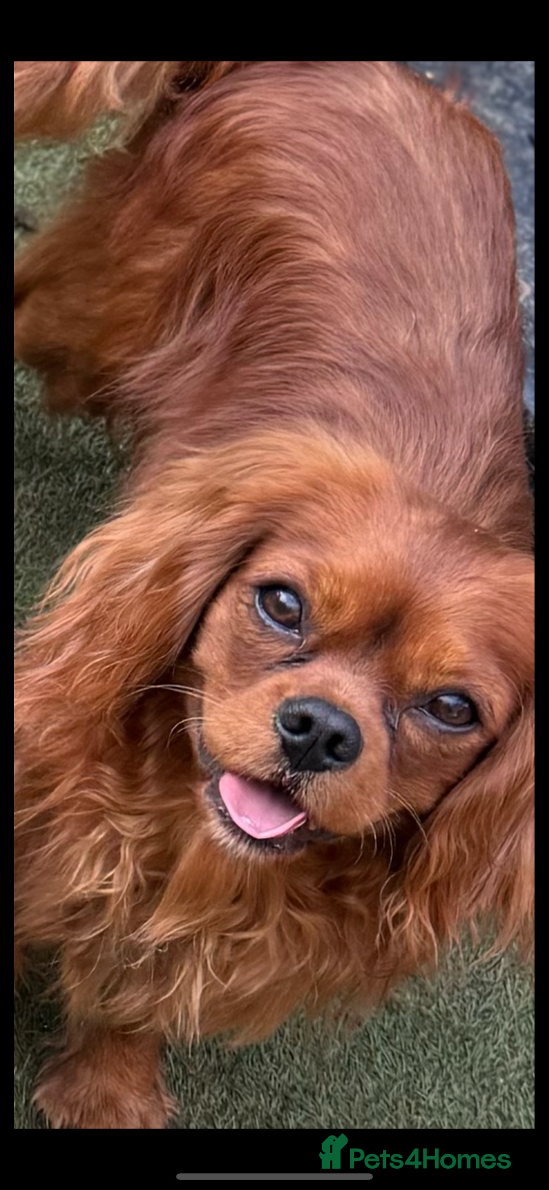 Cavapoochon dogs for sale: cavapoochon boy health tested parents  - Advert 4