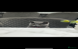 British Shorthair cats for sale: Rehoming needed urgently!  - Image 2